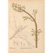 Geneeskrachtige planten Pl005 - Charles Frederick Millspaugh — weergave van het kunstwerk