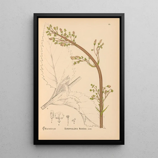 Charles Frederick Millspaugh - Medicinal Plants Pl005.webp