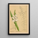 Reproductie van het schilderij Geneeskrachtige planten Pl006 - Charles Frederick Millspaugh