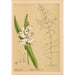 Reproductie van het schilderij Geneeskrachtige planten Pl006 - Charles Frederick Millspaugh
