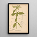 Reproductie van het schilderij Geneeskrachtige planten Pl010 - Charles Frederick Millspaugh