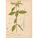 Reproductie van het schilderij Geneeskrachtige planten Pl010 - Charles Frederick Millspaugh