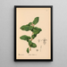 Reproductie van het schilderij Geneeskrachtige planten Pl012 - Charles Frederick Millspaugh