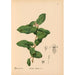 Reproductie van het schilderij Geneeskrachtige planten Pl012 - Charles Frederick Millspaugh