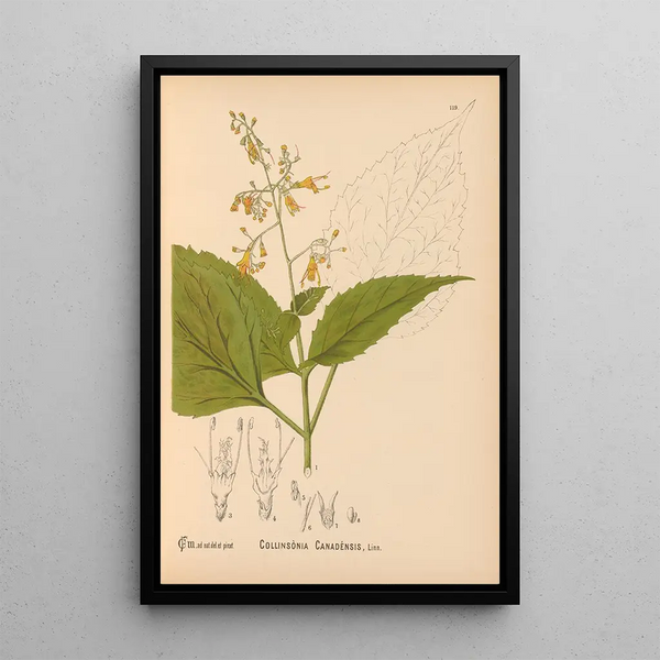 Charles Frederick Millspaugh - Medicinal Plants Pl013.webp