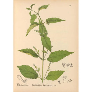 Charles Frederick Millspaugh - Medicinal Plants Pl014.webp