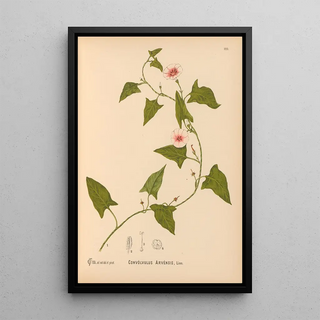 Charles Frederick Millspaugh - Medicinal Plants Pl017.webp