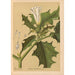 Geneeskrachtige planten Pl021 - Charles Frederick Millspaugh — weergave van het kunstwerk
