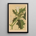 Geneeskrachtige planten Pl021 - Charles Frederick Millspaugh — ingelijst kunstwerk aan de muur
