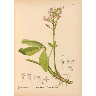 Charles Frederick Millspaugh - Medicinal Plants Pl024.webp