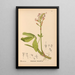 Geneeskrachtige planten Pl024 - Charles Frederick Millspaugh — ingelijst kunstwerk aan de muur