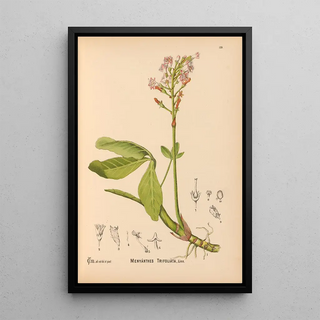 Charles Frederick Millspaugh - Medicinal Plants Pl024.webp