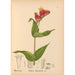 Geneeskrachtige planten Pl026 - Charles Frederick Millspaugh — weergave van het kunstwerk