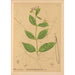 Reproductie van het schilderij Geneeskrachtige planten Pl027 - Charles Frederick Millspaugh