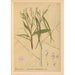 Geneeskrachtige planten Pl028 - Charles Frederick Millspaugh — weergave van het kunstwerk