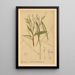 Geneeskrachtige planten Pl028 - Charles Frederick Millspaugh — ingelijst kunstwerk aan de muur