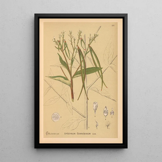 Charles Frederick Millspaugh - Medicinal Plants Pl028.webp