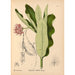 Reproductie van het schilderij Geneeskrachtige planten Pl029 - Charles Frederick Millspaugh