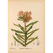 Geneeskrachtige planten Pl030 - Charles Frederick Millspaugh — weergave van het kunstwerk