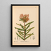 Geneeskrachtige planten Pl030 - Charles Frederick Millspaugh — ingelijst kunstwerk aan de muur