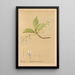 Reproductie van het schilderij Geneeskrachtige planten Pl031 - Charles Frederick Millspaugh