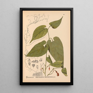 Charles Frederick Millspaugh - Medicinal Plants Pl033.webp