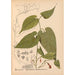Reproductie van het schilderij Geneeskrachtige planten Pl033 - Charles Frederick Millspaugh