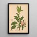 Reproductie van het schilderij Geneeskrachtige planten Pl034 - Charles Frederick Millspaugh