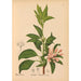 Reproductie van het schilderij Geneeskrachtige planten Pl034 - Charles Frederick Millspaugh