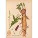 Geneeskrachtige Planten Pl035 - Charles Frederick Millspaugh — weergave van het kunstwerk