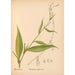 Geneeskrachtige planten Pl037 - Charles Frederick Millspaugh — weergave van het kunstwerk