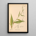 Geneeskrachtige planten Pl037 - Charles Frederick Millspaugh — ingelijst kunstwerk aan de muur