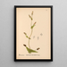 Reproductie van het schilderij Geneeskrachtige planten Pl038 - Charles Frederick Millspaugh