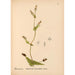Reproductie van het schilderij Geneeskrachtige planten Pl038 - Charles Frederick Millspaugh