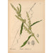 Geneeskrachtige planten Pl039 - Charles Frederick Millspaugh — weergave van het kunstwerk