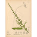 Reproductie van het schilderij Geneeskrachtige planten Pl040 - Charles Frederick Millspaugh