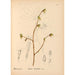 Reproductie van het schilderij Geneeskrachtige planten Pl042 - Charles Frederick Millspaugh