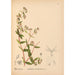 Geneeskrachtige Planten Pl043 - Charles Frederick Millspaugh — weergave van het kunstwerk
