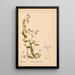 Geneeskrachtige Planten Pl043 - Charles Frederick Millspaugh — ingelijst kunstwerk aan de muur