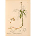 Reproductie van het schilderij Geneeskrachtige planten Pl045 - Charles Frederick Millspaugh
