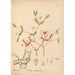 Geneeskrachtige planten Pl046 - Charles Frederick Millspaugh — weergave van het kunstwerk