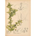 Reproductie van het schilderij Geneeskrachtige planten Pl047 - Charles Frederick Millspaugh