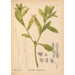 Geneeskrachtige planten Pl048 - Charles Frederick Millspaugh — weergave van het kunstwerk
