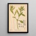 Geneeskrachtige planten Pl048 - Charles Frederick Millspaugh — ingelijst kunstwerk aan de muur
