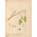 Reproductie van het schilderij Geneeskrachtige planten Pl049 - Charles Frederick Millspaugh