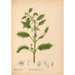 Geneeskrachtige planten Pl050 - Charles Frederick Millspaugh — weergave van het kunstwerk