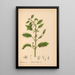 Geneeskrachtige planten Pl050 - Charles Frederick Millspaugh — ingelijst kunstwerk aan de muur