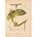 Reproductie van het schilderij Geneeskrachtige planten Pl053 - Charles Frederick Millspaugh