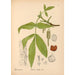 Reproductie van het schilderij Geneeskrachtige planten Pl054 - Charles Frederick Millspaugh