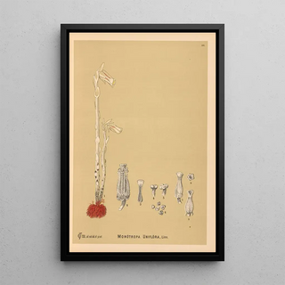 Charles Frederick Millspaugh - Medicinal Plants Pl055.webp